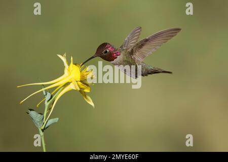 Annas Kolibri, männlich, Calypte anna, ernähren sich an der gelben Kolumbine, Aquilegia Chrysantha. Stockfoto