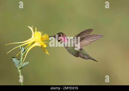 Annas Kolibri, männlich, Calypte anna, ernähren sich an der gelben Kolumbine, Aquilegia Chrysantha. Stockfoto