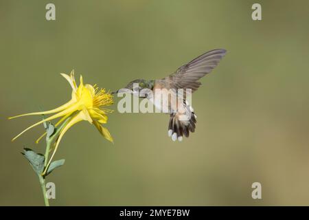 Calliope Hummingbird weiblich, Stellula Calliope, Fütterung an gelber Kolumbine, Aquilegia Chrysantha. Stockfoto