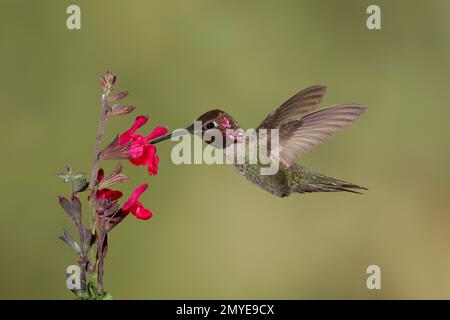 Annas Kolibri männlich, Calypte Anna, Fütterung bei Salvia Greggii Blumen. Stockfoto