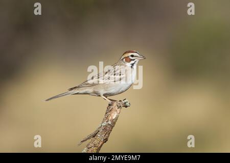 Lark Sparrow, Chondestes grammacus, hoch oben auf dem Zweig. Stockfoto