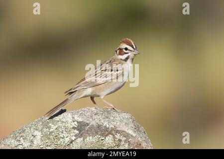 Lark Sparrow, Chondestes grammacus, hoch oben auf Flechten bedecktem Fels. Stockfoto