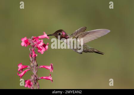 Annas Kolibri männlich, Calypte Anna, Fütterung bei Penstemon Parryi Blumen. Stockfoto
