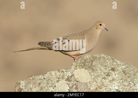 Die trauernde Taube, Zenaida macroura, hoch oben auf Flechten bedecktem Felsen. Stockfoto