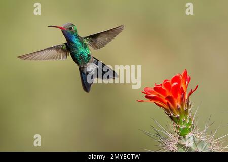 Weithalsschwanzmännchen, Cynanthus latirostris, Fütterung an der Claretbecher-Kaktusblume, Echinocereus triglochidiatus. Stockfoto