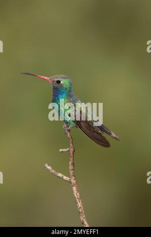 Großmaul-Kolibri, männlich, Cynanthus latirostris, hoch oben. Stockfoto