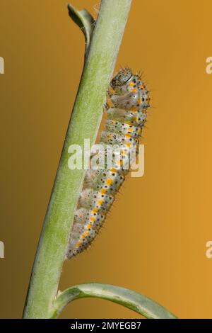 Karierte Larve des Weißen Schmetterlings, die sich auf die Puppe vorbereitet, Pontia Protodice, Pieridae. Aufgezogen aus Larvenfütterung mit wildem Senf, Schoenocrambe linearifolia Stockfoto