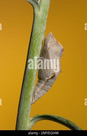 Schmetterlingskrysalis, Pontia Protodice, Pieridae. Aufgezogen aus Larvenfütterung mit wildem Senf, Schoenocrambe linearifolia. Länge 19 mm. Stockfoto