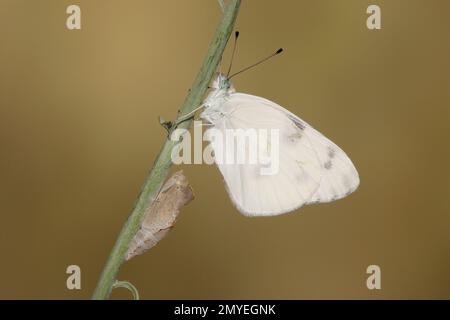 Checkered White Butterfly, männlicher Mann, Pontia Protodice, Pieridae. Aufgezogen aus Larvenfütterung mit wildem Senf, Schoenocrambe linearifolia. Sa Stockfoto