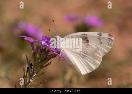 Checkered White Butterfly männlich, Pontia Protodice, Pieridae. Aufgezogen aus Larvenfütterung mit wildem Senf, Schoenocrambe linearifolia. Wie 12050094-12 Stockfoto
