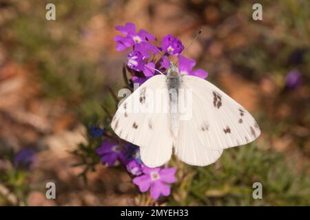 Checkered White Butterfly männlich, Pontia Protodice, Pieridae. Aufgezogen aus Larvenfütterung mit wildem Senf, Schoenocrambe linearifolia. Wie 12050094-12 Stockfoto