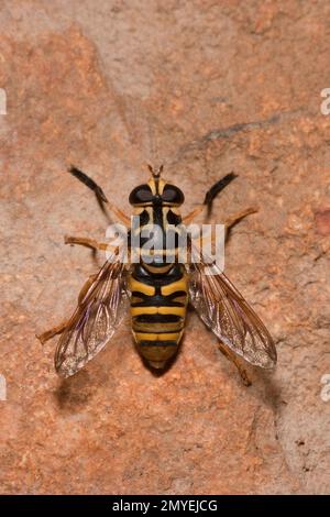 Syrphid Fly, Milesia bella, Syrphidae. Stockfoto