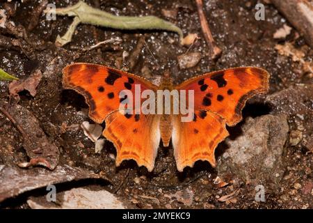 Satyr comma Butterfly, Polygonia satyrus, Nymphalidae. Dorsale Ansicht. Stockfoto