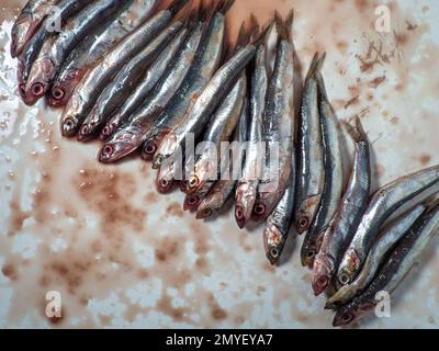 Viele frische Sprotten auf dem Tisch. Konzept für frischen Fisch. Kleine Fische. Blut auf einem Schneidebrett von Fischen. Essenszutat. Sprotten auf dem Küchentisch Stockfoto