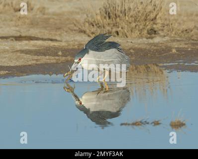 Schwarzkronen-Nachtreiher, Nycticorax nycticorax, Fütterung von Tiger Salamander, Ambystoma tigrinum, im Teich. Stockfoto