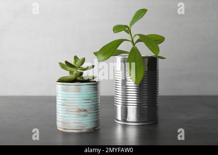 Wunderschöne Zimmerpflanzen in Blechdosen auf grauem Steintisch Stockfoto