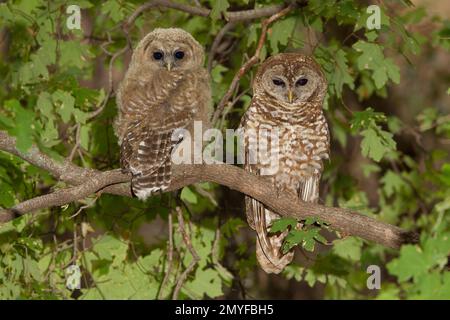 Mexikanische Eiche mit nördlicher Fleckendecke, weiblich und jung, Strix occidentalis, hoch oben in einem Ahornbaum. Tag 12 raus aus dem Nest. Stockfoto