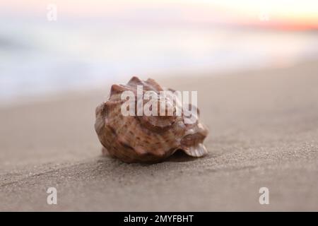 Wunderschöne Muschel am Sandstrand bei Sonnenaufgang, Schließung Stockfoto