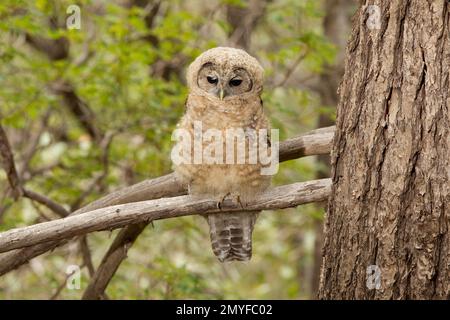 Mexikanischer Eulenflunder mit nördlicher Fleckendecke, Strix occidentalis, hoch oben in einem Kiefernbaum. Tag 35 raus aus dem Nest. Stockfoto