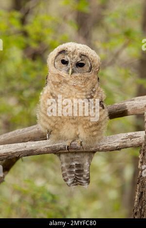 Mexikanischer Eulenflunder mit nördlicher Fleckendecke, Strix occidentalis, hoch oben in einem Kiefernbaum. Tag 35 raus aus dem Nest. Stockfoto