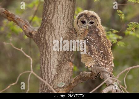 Mexikanischer Eulenflunder mit nördlicher Fleckendecke, Strix occidentalis, hoch oben am Bein. Tag 47 raus aus dem Nest. Stockfoto