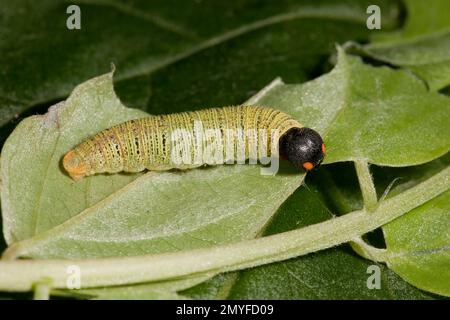 Silberfleck-Larve von Skipper Butterfly, Epargyreus clarus, im Blattheim, New Mexico-Heuschrecke, Robinia neomexicana. Länge 20 mm. Larvenbilder 120703 Stockfoto