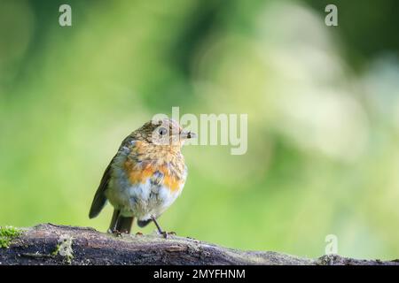 Europäischer Robin [ Erithacus rubecula ] Jungvogel mit Insekten im Schnabel / Schirm und Bokeh im Hintergrund Stockfoto