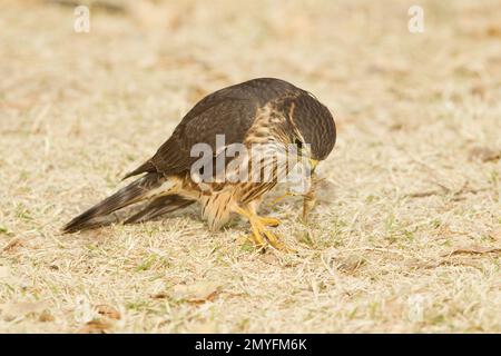 Merlin, weiblich, Falco Columbarius, auf dem Boden und frisst Heuschrecken. Stockfoto