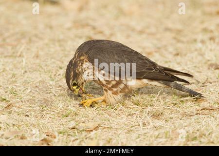 Merlin, weiblich, Falco Columbarius, auf dem Boden und frisst Heuschrecken. Stockfoto