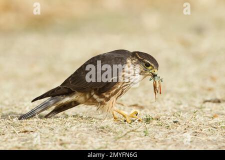 Merlin, weiblich, Falco Columbarius, auf dem Boden und frisst Heuschrecken. Stockfoto