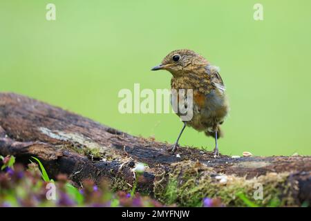 Europäischer Robin [ Erithacus rubecula ] Jungvogel im Logbuch Stockfoto