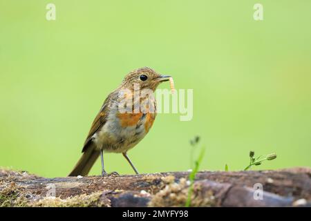 Europäischer Robin [ Erithacus rubecula ] im Logbuch mit Mehlwurm im Schnabel/Schirm und unscharfem grünen Hintergrund Stockfoto