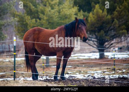 Schönes Pferd mit schwarzer Mähne an einem Wintertag in St. Croix Falls, Wisconsin, USA. Stockfoto