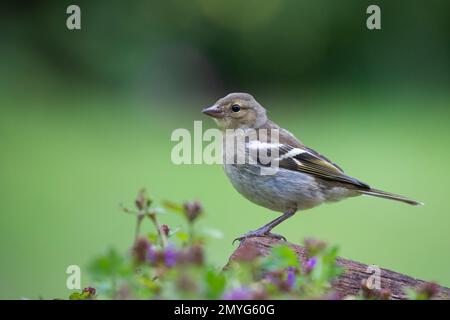 Weiblicher Chaffinch im Logbuch Stockfoto