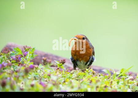 Europäischer Robin [ Erithacus rubecula ] auf dem Boden mit Mehlwurm im Schnabel / Schirm Stockfoto