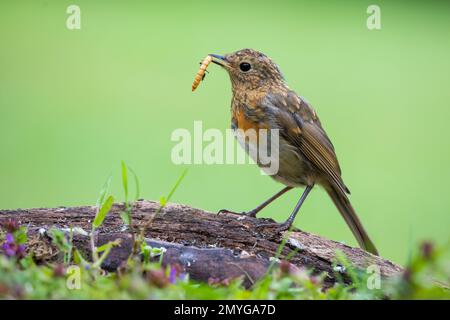 Europäischer Robin [ Erithacus rubecula ] im Stamm mit Mehlwurm im Schnabel/Schirm Stockfoto