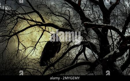 Gruselige schwarze Krähe, die bei Vollmond im gruseligen Wald kräht Stockfoto