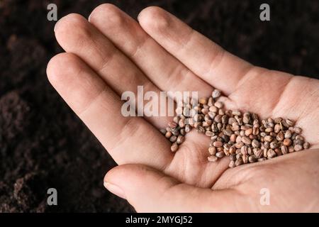 Eine Frau, die einen Haufen Rettichsamen über dem Boden hält. Gemüsepflanzen Stockfoto