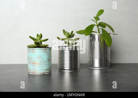 Wunderschöne Zimmerpflanzen in Blechdosen auf grauem Steintisch Stockfoto