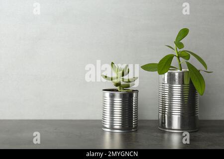 Schöne Zimmerpflanzen in Blechdosen auf grauem Steintisch, Platz für Text Stockfoto