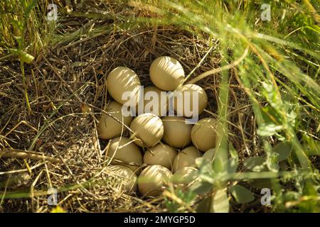 Wunderschönes Vogelnest mit vielen Eiern, die an sonnigen Tagen im Gras versteckt sind Stockfoto