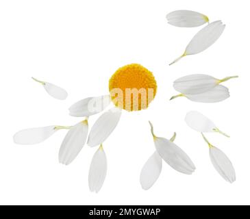 Kamillenblüte mit Blütenblättern auf weißem Hintergrund Stockfoto