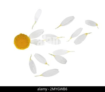 Kamillenblüte mit Blütenblättern auf weißem Hintergrund Stockfoto