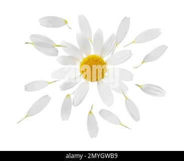 Kamillenblüte mit Blütenblättern auf weißem Hintergrund Stockfoto