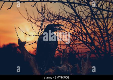 Gruselige schwarze Krähe, die bei Vollmond im gruseligen Wald kräht Stockfoto