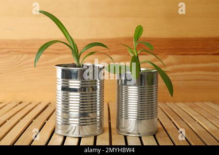 Schöne Zimmerpflanzen in Blechdosen auf Holztisch Stockfoto