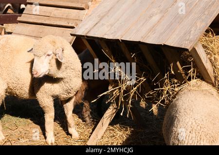 Süße, lustige Schafe, die Heu auf dem Bauernhof essen. Tierhaltung Stockfoto