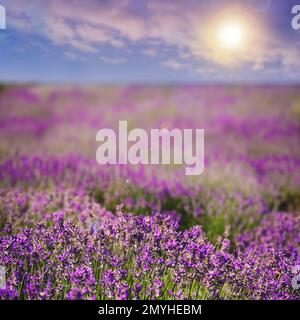 Schöner Himmel über dem Lavendelfeld an sonnigen Tagen Stockfoto