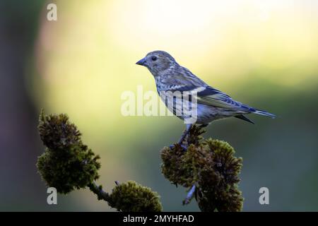 Weibliche eurasische Siskin (Spinus spinus) auf einem mossigen Stock Stockfoto
