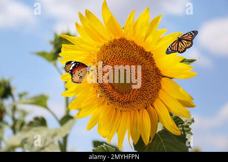 Wunderschöne Monarchen und schlichte Tigerfalter auf Sonnenblumen, Nahaufnahme Stockfoto